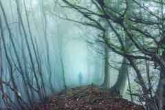 misty woodlands