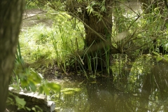 The lake